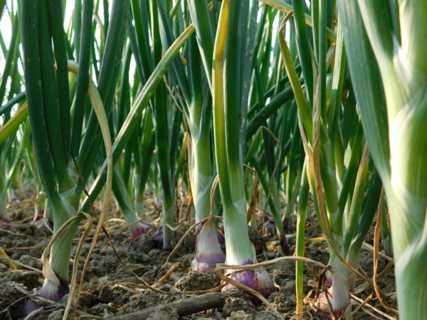 Plant onions in September for a great crop the following year.