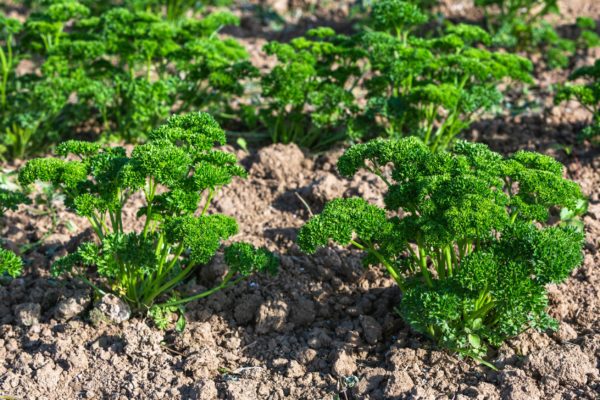 Parsley grows well when planted in September.