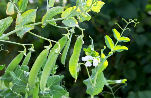 Peas are the perfect plants for a fall garden.
