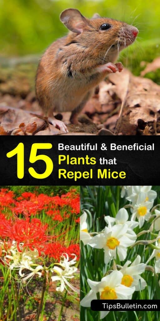 Learn how to prevent mice from infesting the yard by growing mouse repellent plants. While capturing this rodent with a mouse trap is easy, mice hate the smell of lavender, rosemary, and peppermint oil plants and avoid areas where they grow. #mouse #repellent #mice #plants