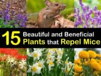 Plants that Repel Mice titleimg1