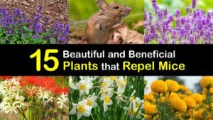 Plants that Repel Mice titleimg1