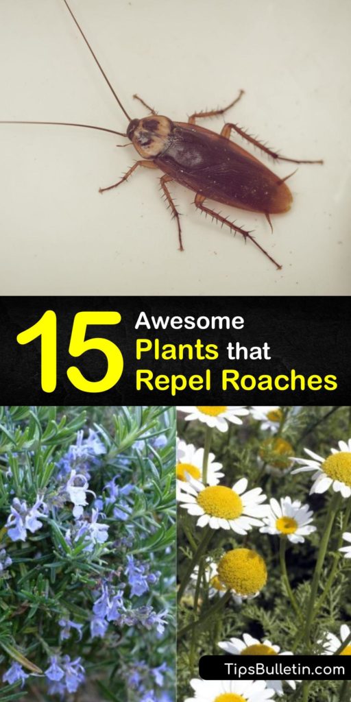 Learn how to keep cockroaches, palmetto bugs, and other pests away with plants that repel bugs. Bay leaf, lavender, mint, citronella, and other plants deter the cockroach, mosquito, and other insects, and they are all easy to grow in the home garden. #plants #deter #cockroaches #repel