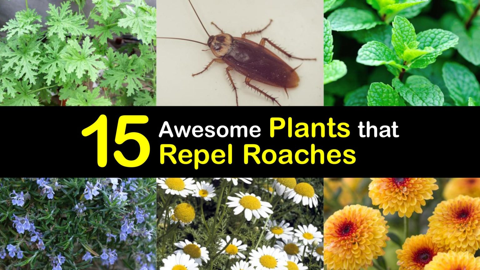 RoachRepelling Plants Awesome Plants that Repel Cockroaches