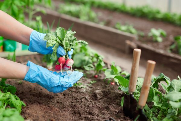 Radishes prefer growing in the cooler weather of spring and fall.