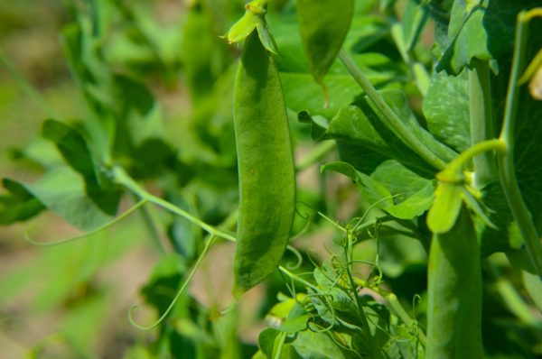 Sow snow peas in September to harvest in the spring.