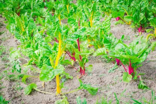 Swiss chard is a colorful and tasty vegetable.
