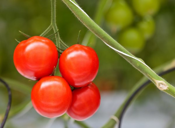 Tomatoes grow nicely in fall as long as there isn't a freeze.