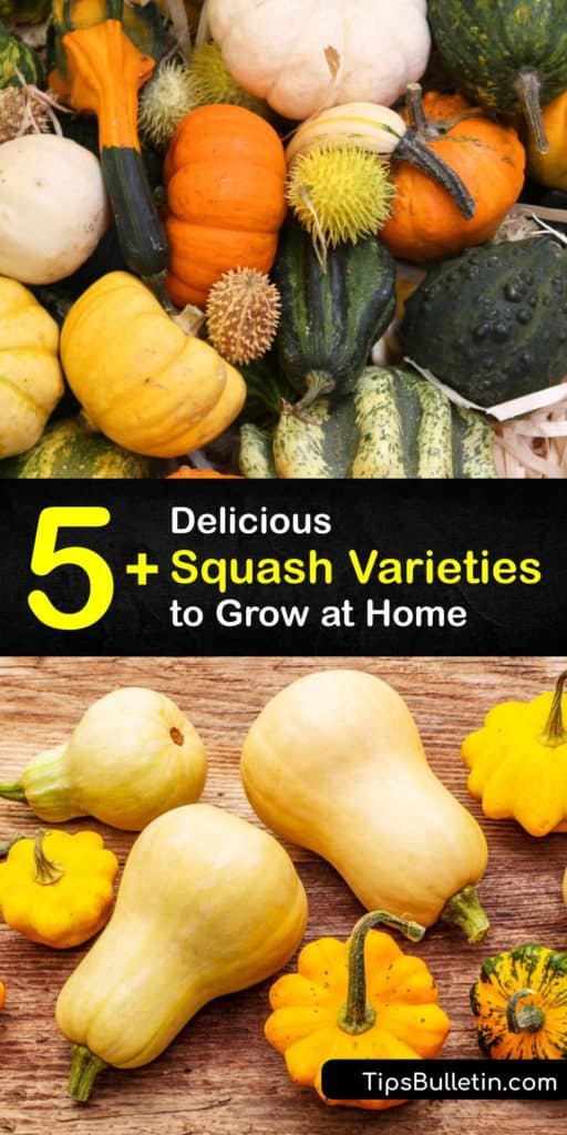 Dark green zucchini, orange flesh butternut squash, or heirloom pumpkins are flavorful and fun to grow. Other types of squash include Delicata squash, crookneck squash, spaghetti squash, buttercup squash, gourds, and more. #types #squash #varieties