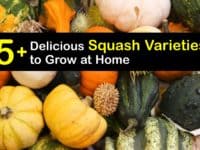 Types of Squash titleimg1