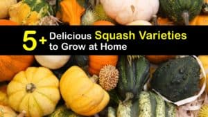 Types of Squash titleimg1