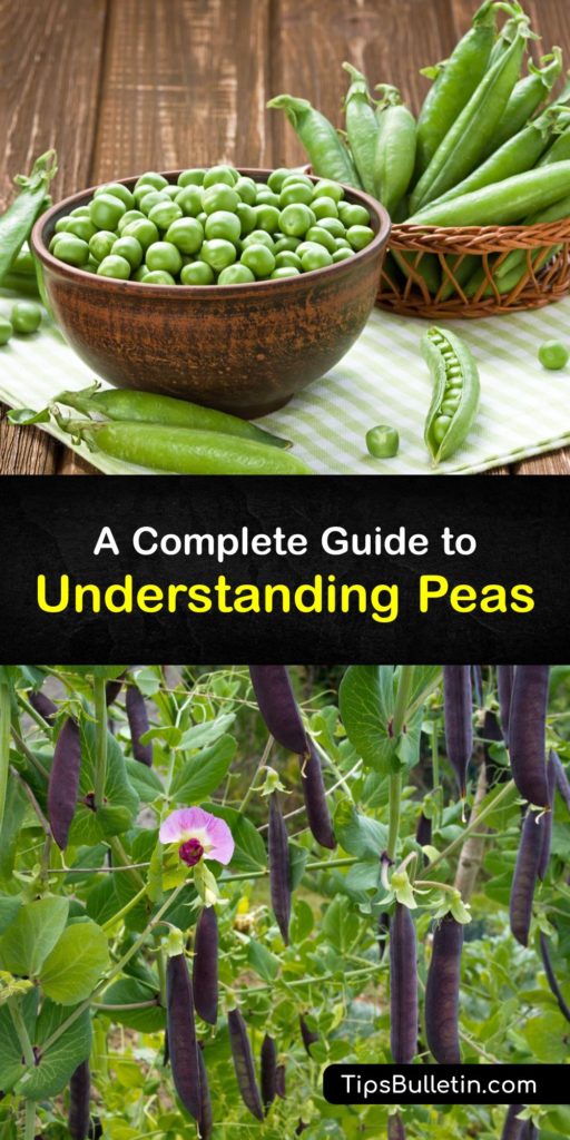 Since the Middle Ages, pea seeds (Pisum sativum) have been staples in cuisine. Whether you enjoy fresh peas or split pea soup, it's time to discover what peas are and uncover some important varieties like snap peas and the English pea. #peas #garden #plant