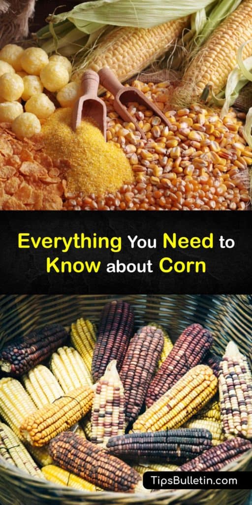 Corn, or maize in British English, originated in South America and spread around the globe. In addition to fresh corn cobs, corn by-products like corn flour and corn starch are widely used, and dent corn or field corn provides grain to livestock worldwide. #corn #growing