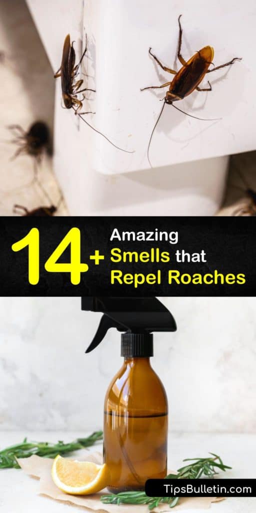 When it comes to repelling cockroaches, your best options don't involve chemical labels or commercial pesticides. Discover the powerful smells that peppermint oil and other essential oils have to repel roaches from your home. #roaches #smells #repel