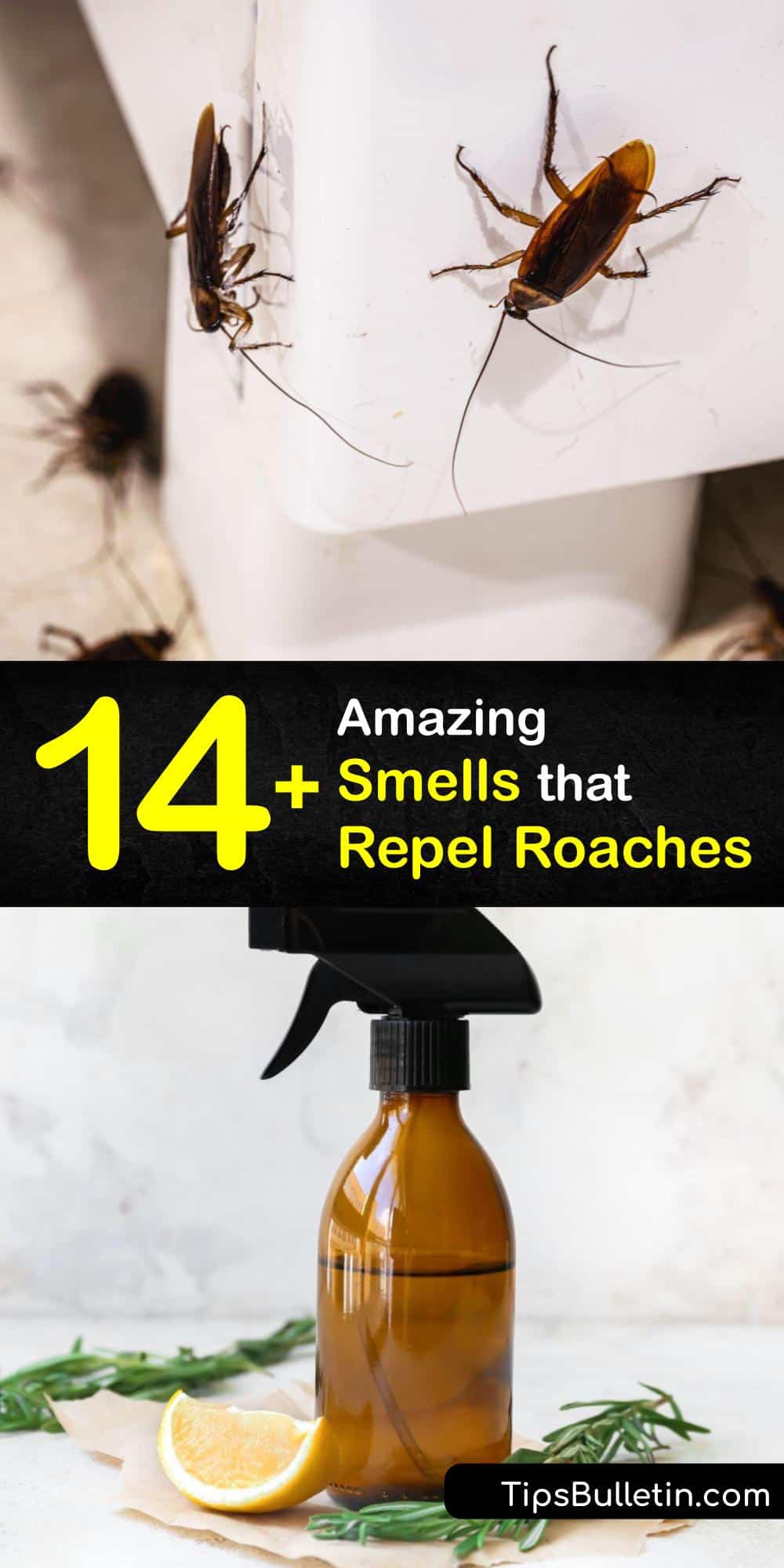 Repel Roaches with Smells Incredible Cockroach Deterrent Odors