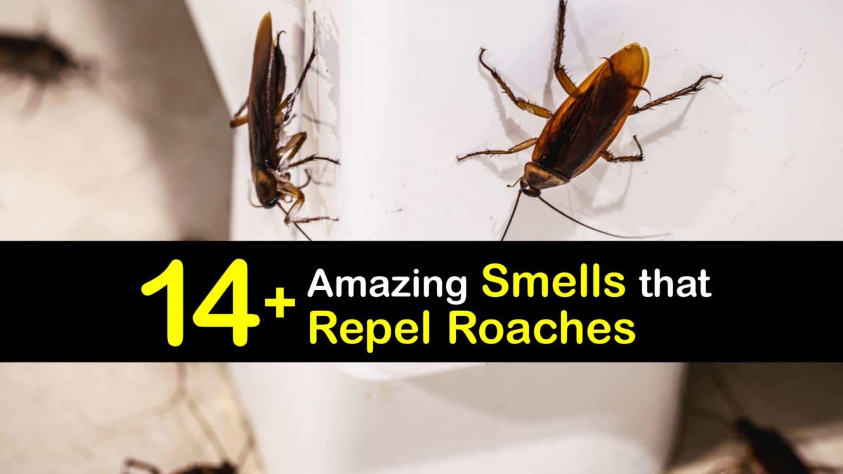 Repel Roaches with Smells Incredible Cockroach Deterrent Odors
