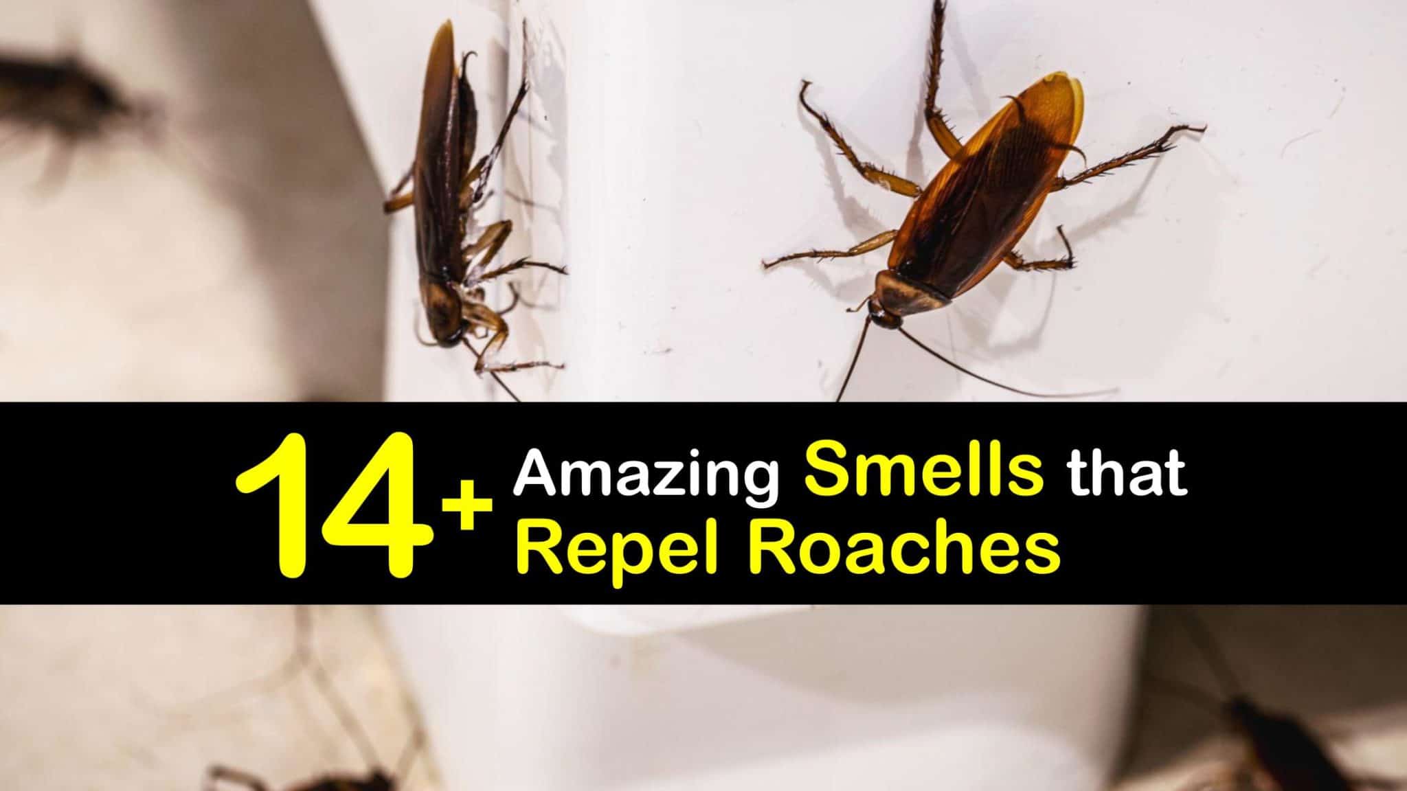 Repel Roaches with Smells Incredible Cockroach Deterrent Odors