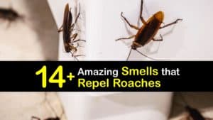 What Smells Repel Cockroaches titleimg1