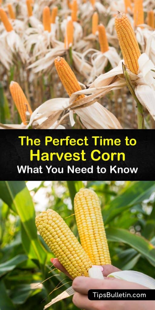 There are many types of corn, but the most popular are sweet corn and field corn. The difference between these types is the grain moisture that determines when we begin harvesting corn from the corn stalk. Learn how to spot when a corn stalk is ready for harvest. #time #harvest #corn