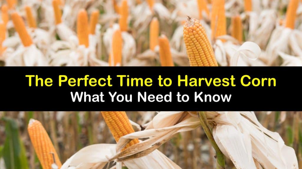 When to Harvest Corn titleimg1