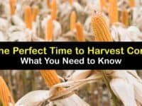 When to Harvest Corn titleimg1