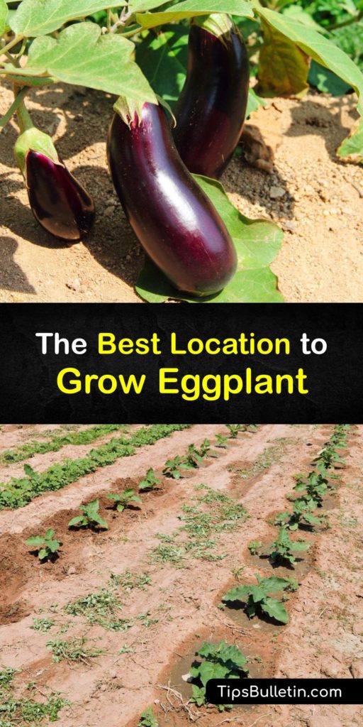 Like other nightshade crops, eggplants or Solanum melongena thrive in warm weather with lots of sun. For your eggplant seeds to grow and develop fruit, they must get enough sunlight while growing to harvest an eggplant of a decent size. #planting #eggplant #gardening #location