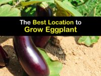 Where to Plant Eggplant titleimg1