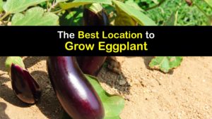 Where to Plant Eggplant titleimg1