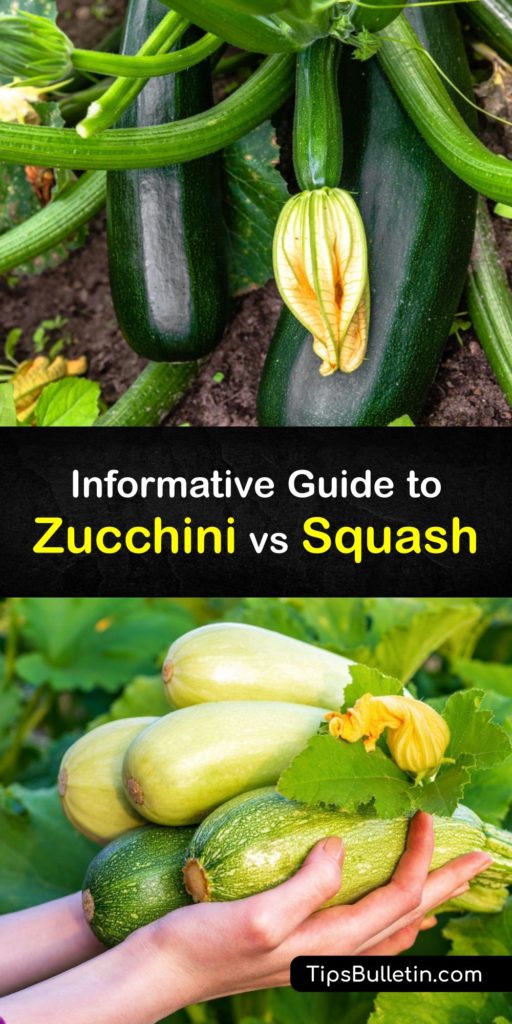 Learn the differences between zucchini or courgette (Cucurbita pepo) and squash. There are many types of squash, from pattypan and yellow squash to butternut squash and zucchini, and they all have varying growth habits and flavors. #difference #zucchini #squash