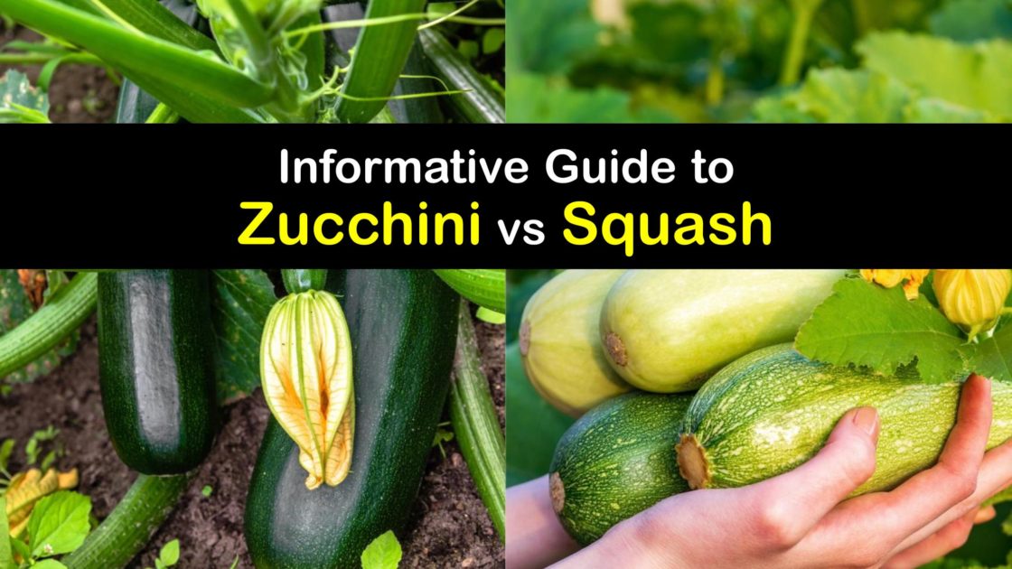 How are Zucchini and Squash Different