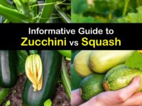 Zucchini vs Squash titleimg1