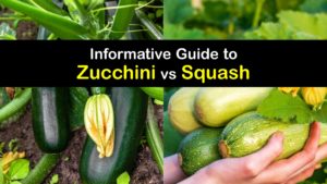 Zucchini vs Squash titleimg1