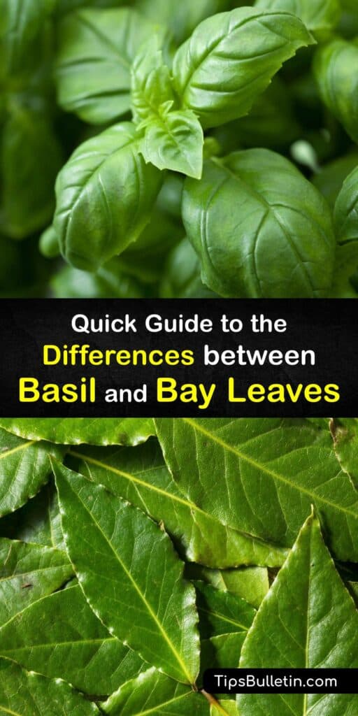 Dried bay leaves are native to the Mediterranean, and basil comes from Africa. Their native lands are just one crucial difference between bay laurel leaves and other dried herbs like anise and cilantro. Discover additional differences between basil and bay leaves. #difference #basil #bay #leaves