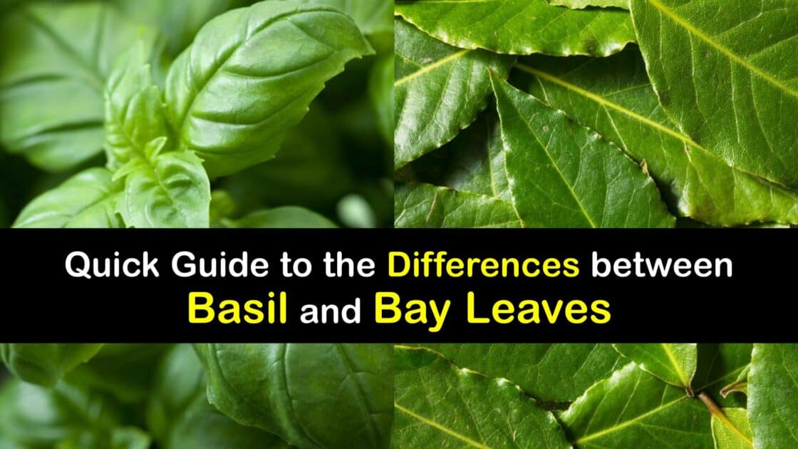 Differences Between Bay Leaves and Basil
