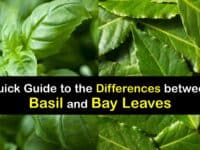 Bay Leaves vs Basil titleimg1