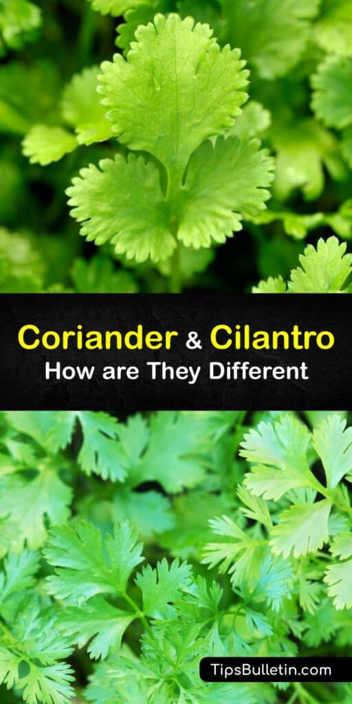 Coriander and cilantro both come from the Coriandrum sativum or coriander plant, and are popular in Indian or Spanish dishes like guacamole. Fresh cilantro or coriander leaves, also called Chinese parsley, are spicy and herby, while ground coriander seeds are citrusy. #coriander #cilantro