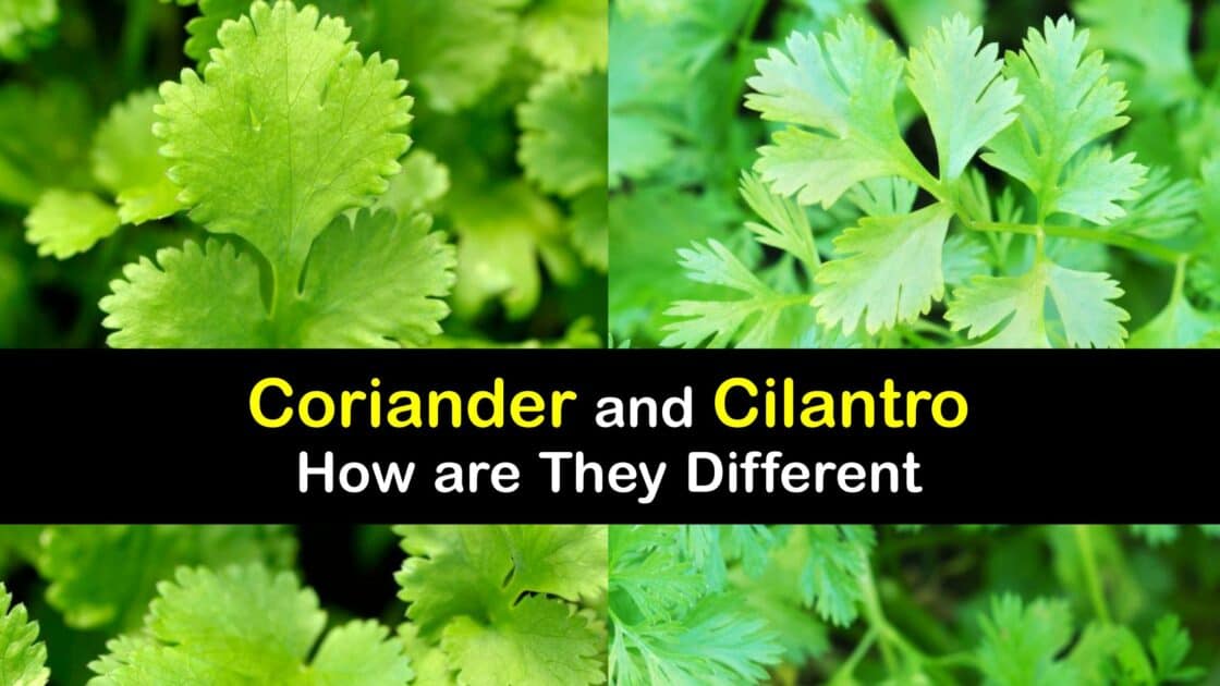 Are Coriander and Cilantro the Same Herb Differences