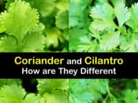 Coriander vs Cilantro titleimg1