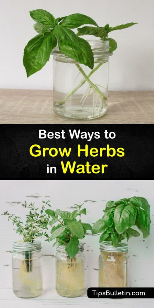 Grow your own herb plants like lemon balm, stevia, cilantro, chives, and peppermint in jars of water on a windowsill. Snip the bottoms and lower leaves from cuttings and place them in direct sunlight to regrow in water and provide fresh herbs year round. #grow #herbs #water