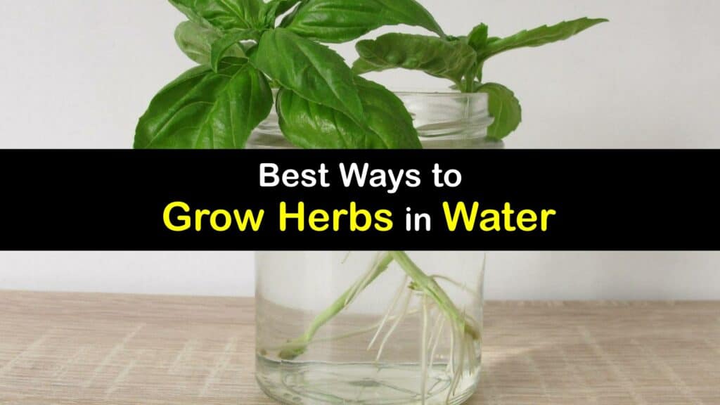 Grow Herbs in Water titleimg1