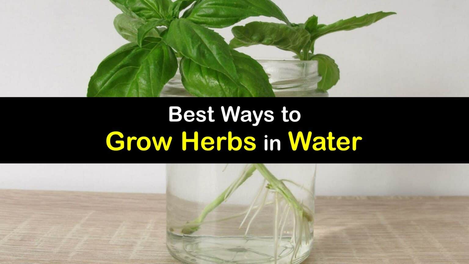 Growing Herbs in Water - Your How-to Guide