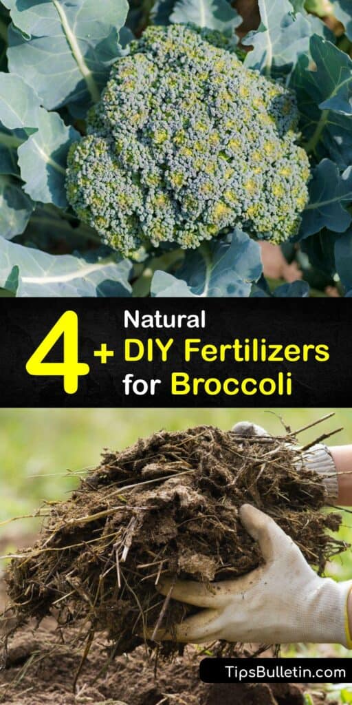 Learn how to fertilize a broccoli plant with homemade fertilizer. This veggie requires nutrients, whether you feed it with organic fertilizer or granular fertilizer, and Epsom salt and other natural ingredients help the plant thrive. #homemade #fertilizer #broccoli