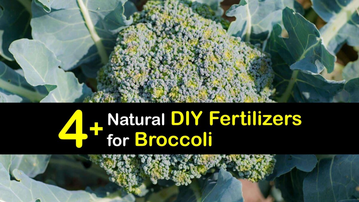 Feeding Broccoli Plants Homemade Broccoli Fertilizer