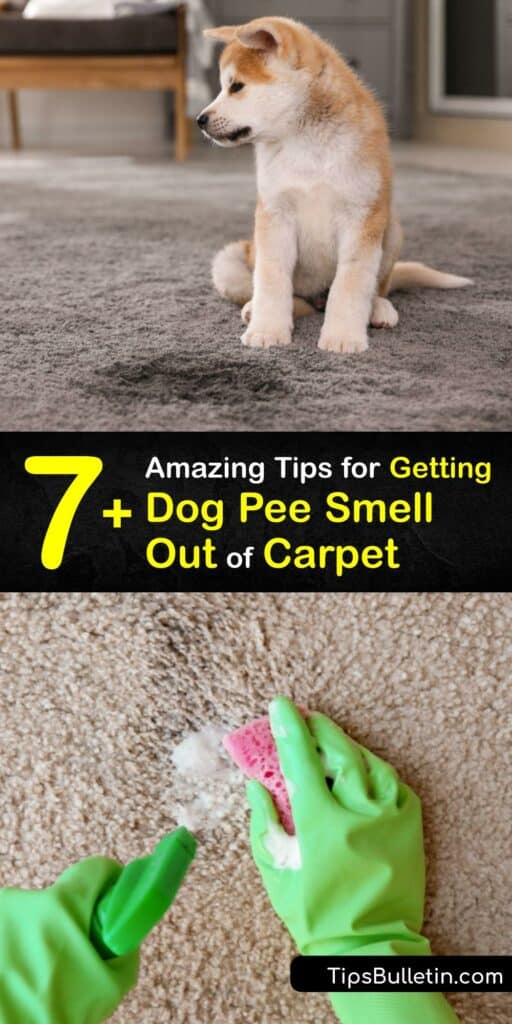 When you have a dog pee smell or a pet urine stain, try a DIY carpet cleaner method to remove it quickly. Use items like baking soda, white vinegar, and liquid dish soap to lift a pet stain and eliminate the urine smell from your carpet for good. #dog #pee #smell #remove #carpet