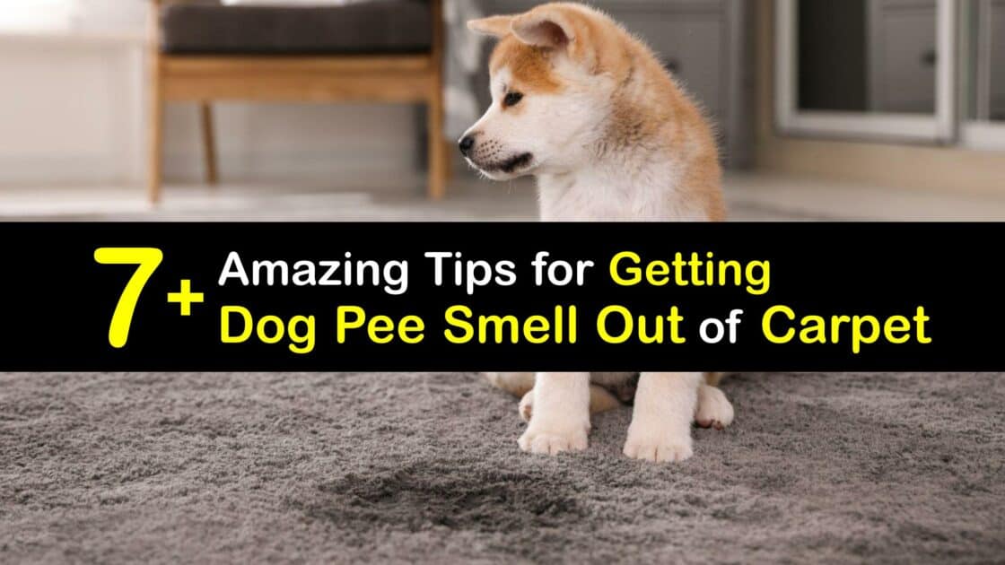Removing Dog Urine From Carpet