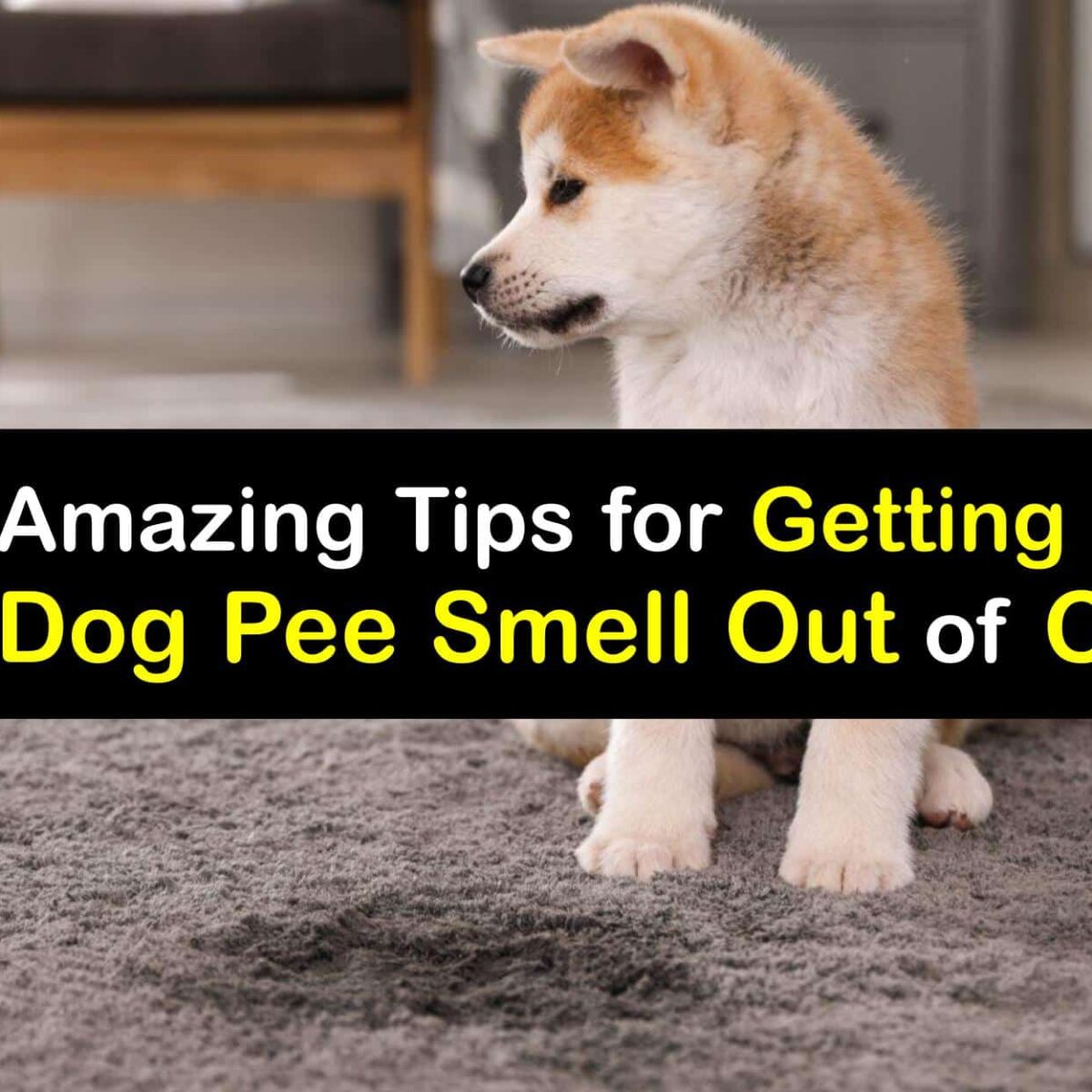 how do i remove the smell of dog urine from my carpet