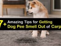 How to Get Dog Pee Smell Out of the Carpet titleimg1