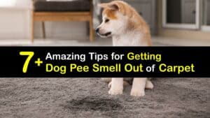 How to Get Dog Pee Smell Out of the Carpet titleimg1