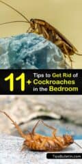 Bedroom Roach Control - Tips for Getting Rid of Cockroaches