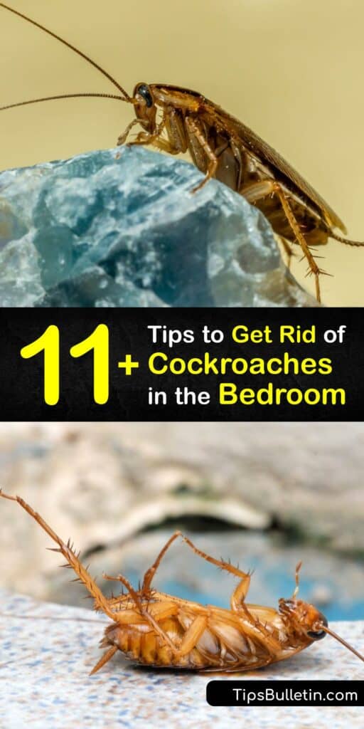 Discover ways to keep cockroaches away from the bedroom and prevent a cockroach infestation. The German cockroach is most common in homes but this roach is easy to eliminate with boric acid and diatomaceous earth, and essential oils. #bedroom #getridof #cockroaches